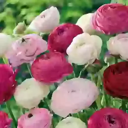 Ranunculus